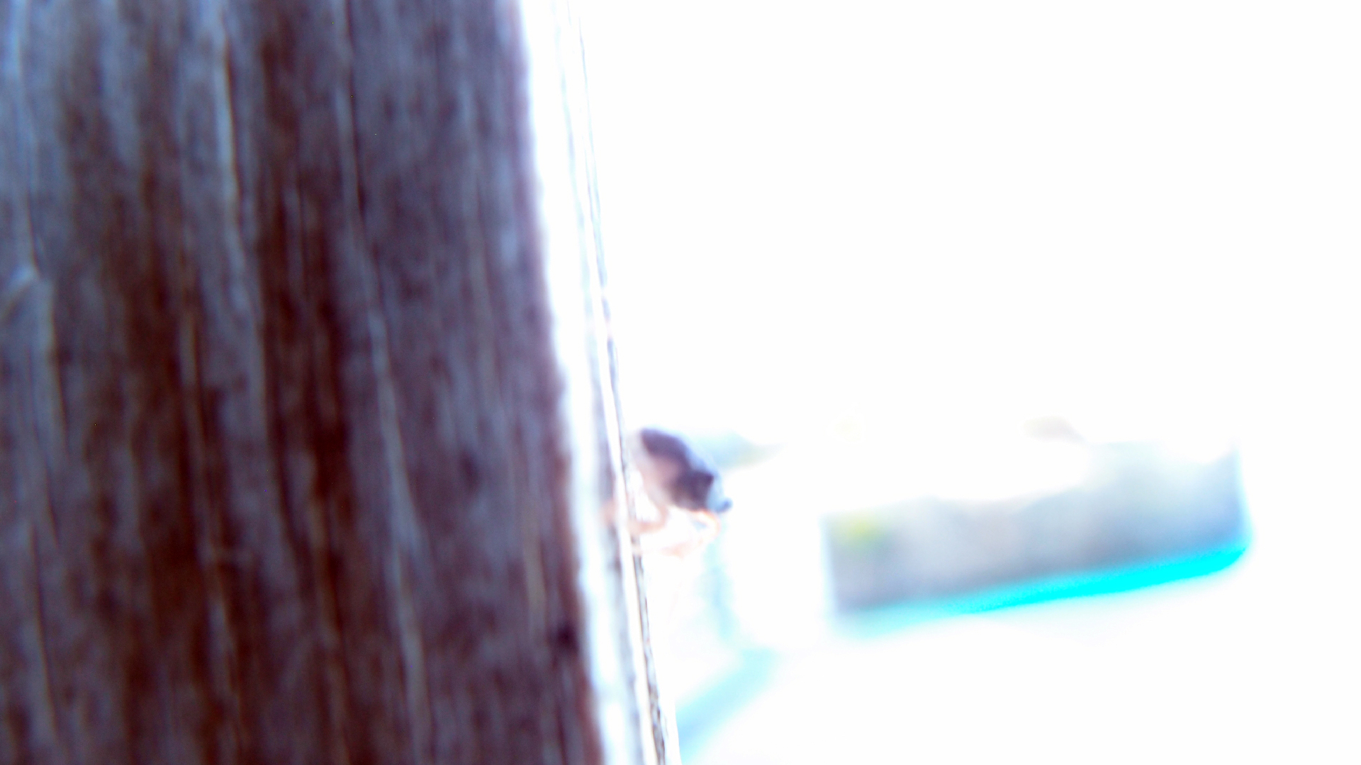 2022-10-22 11 Uhr 04 kleine Krabben (Foto, Video)